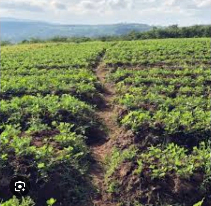 Eco Farms Innovatives