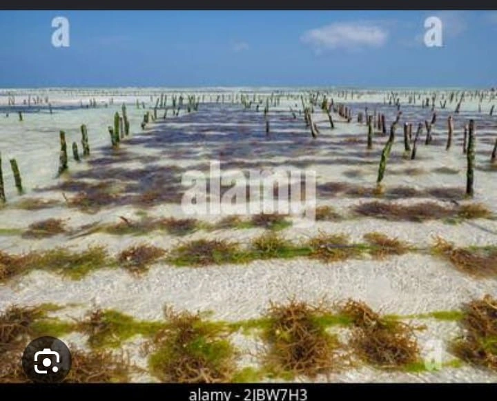Mwani Mariculture Ltd