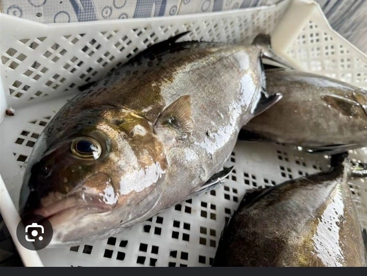 Hellas Tanzania Fishing Frozen Industries