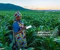 Gisaka Digital Outgrowers